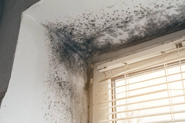 Affordable Mold Remediation solutions in Olivia, MN
